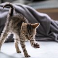 猫が気持ちよさそうに『伸びをしながら歩く』ときの理由4選　猫流スト…