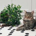 猫への『かわいそう…』の気持ちが原因で起きる4つのトラブル　猫のた…