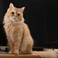 『あまり大きくならない猫種』3選　それぞれの特徴・性格から、小さい…