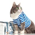 可愛い猫に買ってあげたいアクセサリー・洋服8選