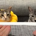 おやつを使って猫ちゃんと当てっこゲーム！…のハズが？！