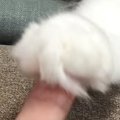 人差し指で『猫のおてて』を触っていると→表情が変化して…微笑ましい光景…