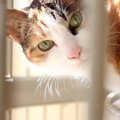 『売れ残った猫』たちのためにできることはある？考えられる3つのこと