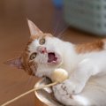 愛猫の『テンションが爆上げ』するもの3選　うまい活用法もご紹介♪