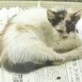 『ボロボロの体で現れた猫』→保護された現在…思わず笑みがこぼれる『…