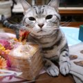 沢山のプレゼントに猫ちゃん大歓喜♡でも実は猫ちゃんへのプレゼントで…