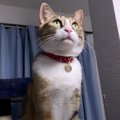 なんだか怖くてヒヤッ？猫ちゃんの視線の先には…