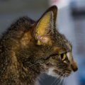 猫には危険な『肝リピドーシス』最悪死に至る肝疾患、気になる症状や…