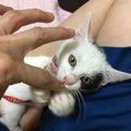 殺処分0活動に関わる為に貰った招き猫の『ウタ』