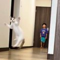 子どもたちがピンポン玉で遊び始めると、猫がやってきて…微笑ましい様…