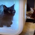 ドライヤーボックスの黒猫ちゃんを見守るベンガルファミリー！