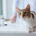 「腎不全は治せる時代へ？」話題の猫用AIM治療をやさしく解説【獣医師…