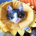 Laylaの１２猫占い 9/9～9/15までのあなたと猫ちゃんの運勢