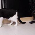 猫ちゃんお気に入りのおもちゃがナイ！これをDIYで解消する♪