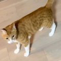 かくれんぼをして遊ぶ猫を撮影していたら…「す、すごい」「初めて見た！！…