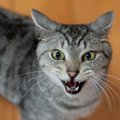 猫の『名付け』で絶対しちゃダメなこと4つ