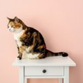 猫は『毛色や柄』によって性格が違う？4つの種類別に異なる傾向と接し方の…