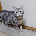 可愛い猫ちゃんの１日