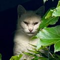 目がつり上がって険しい表情をしていた猫→保護して10日ほど経つと…想…