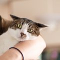 猫にウザがられてしまう『飼い主さんの残念な行動』3選　うんざりしている…