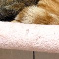 キャットタワーでくつろぐ『仲良しな兄妹猫』→まさかのポーズに「めっちゃ…