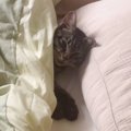 シャワーから戻ったら、『ベッドに入っていた猫』→しゃべり始めて…と…