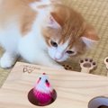 おもちゃでひとり遊びする猫が『ずっと見ていられる』と話題に…"…