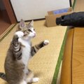 黒い『折りたたみ傘』を見つけたネコ…微笑ましすぎる『戦い』の様子が…