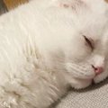 すやすやと眠っている『白猫』→まるで『魚』のような寝姿で…笑える瞬…