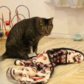 羨ましそうな目で子猫達を見つめているのは…？