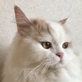 猫に好かれる声はどんな声？主な特徴３つ