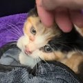 今にも車にひかれそうだった『小さな子猫を保護』→2か月経つと…『泣ける光…