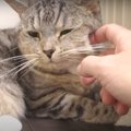 幸せだにゃ♪寝起きのナデナデにとろけそうな猫ちゃん