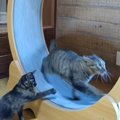 回し車で遊んでいた猫→ほかの猫が乗ってきたら…まさかの『絶対に譲ら…