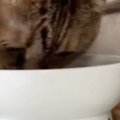 外で暮らしていた猫を家族に迎えて３年→食事中の様子を見ると……思わず…