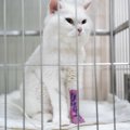 猫に『入院』が必要になるシチュエーション3選　検査や治療…預けるときの…