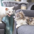 猫も『他の猫をいじめる』ことがある？よく見られる4つのいじめ行動と…