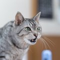 猫の『声』がいつもと違うときの4つの原因　病気以外にも考えられる理…