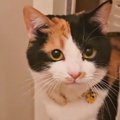 飼い主さんがお風呂に入っていると、猫が心配して…まさかの『尊すぎる行動…