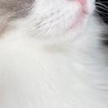 ふわふわの毛並みが愛らしい猫、目元をアップで見てみると…まるで宝石のよ…