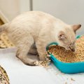 猫のお腹の調子が悪い…病院に行くべきサイン５つ