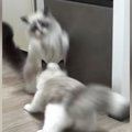 『急に飛び出してきた同居猫』に…慌ててジャンプした猫の『まさかのポ…
