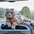 車内でもバイクでも、魅力をふりまいてお客さんを魅了　「タクシー猫」が…