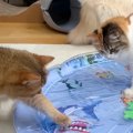 暑い日に、５匹の猫を『濡れないプール』で遊ばせた結果→ビビっている…