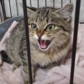 『凶暴な保護した子猫が心を開くまでの過程』111万人が大絶賛→「涙と…