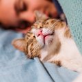 猫と『添い寝』するときに注意すべきこと4選　危険なトラブルの可能性…