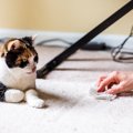猫が『粗相・嘔吐』をしたときの掃除テクニック4つ　ニオイやシミを残さな…