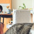 『座る場所を奪われた猫』の様子を見てみたら…まさかの『顔』に笑っち…