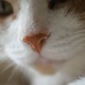 猫の『鼻は湿っているほうが良い』理由3選！乾燥しているときはどうしたら…