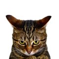猫のお耳がぺたんと倒れた『イカ耳』に秘められた3つの気持ち　必ずしも不…